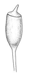 Orthotrichum crassifolium subsp. crassifolium, capsule. Drawn from D.H. Vitt 2316, CHR 556093.
 Image: R.C. Wagstaff © Landcare Research 2017 